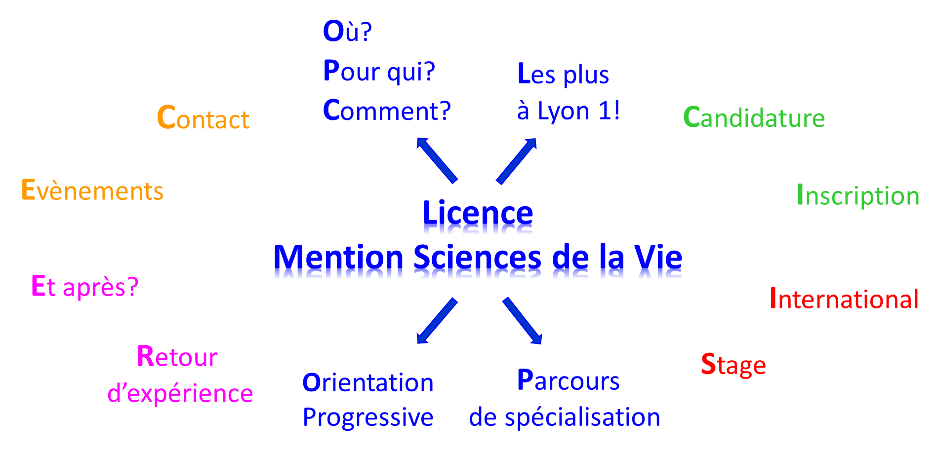 Schéma de la licence SV